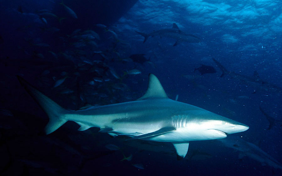 1.8 m [6'] shark, possibly a blacktip