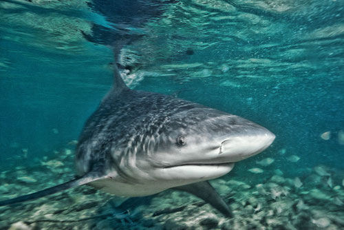 2.3 m [7.5'] bull shark