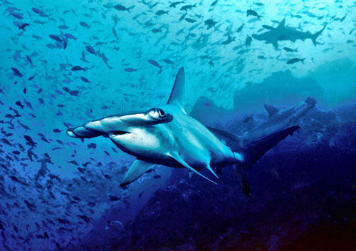 A hammerhead shark, then 8 to 10 other sharks were said to be involved