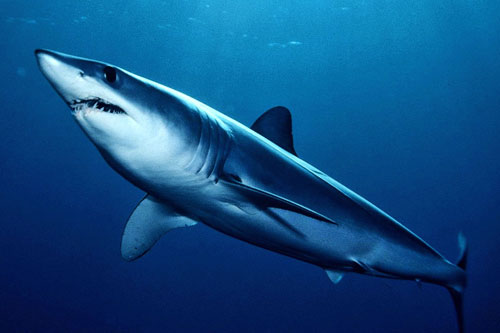 3 m [10'], 200-kg [441-lb] mako shark