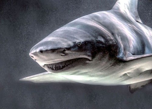 3 m [10'] sand tiger shark