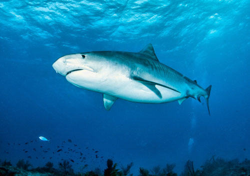 2.4 m to 2.7 m [8' to 9'] tiger shark
