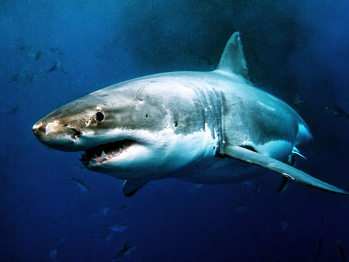 2.7 m [9'] white shark